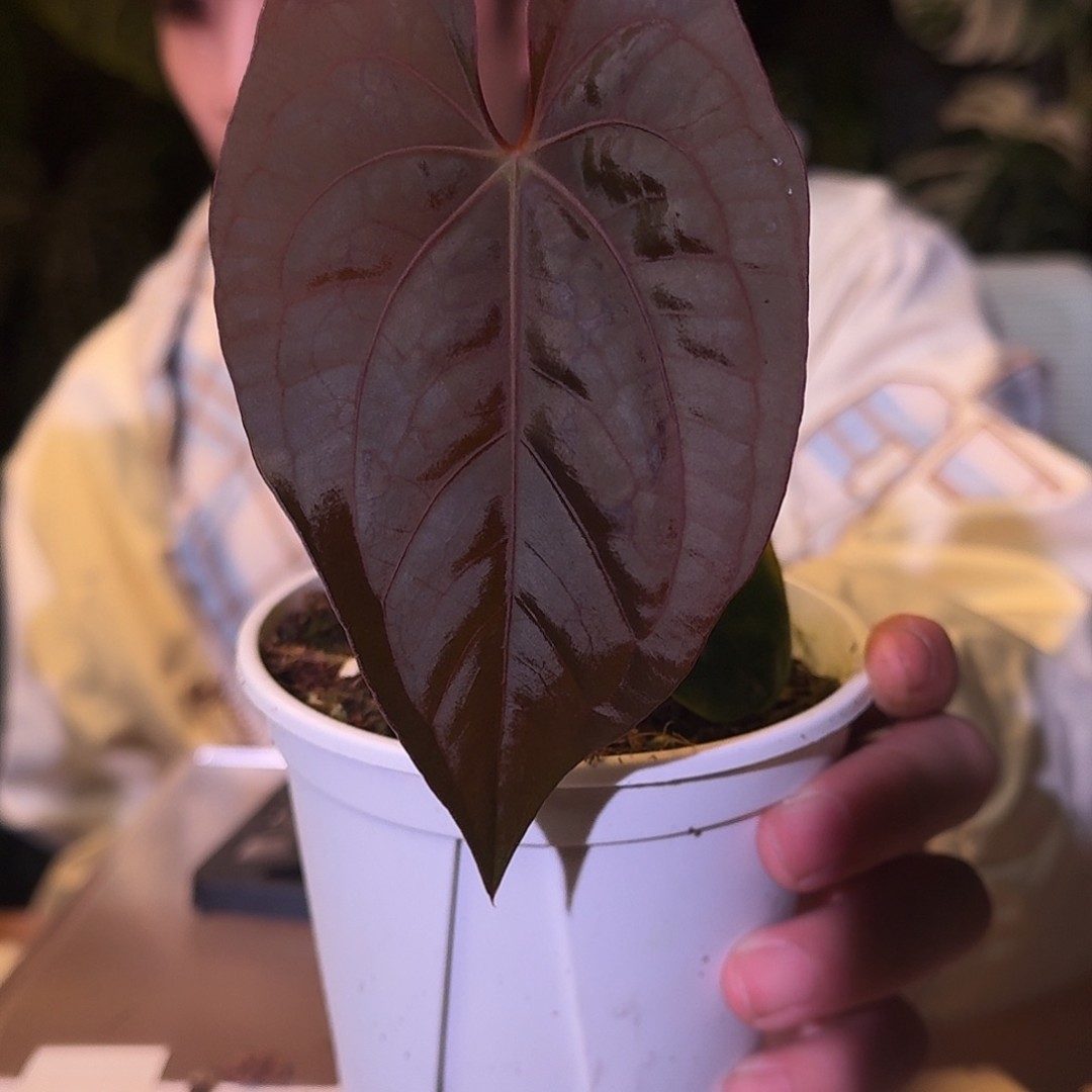 不开花植物W63夜龙杂papiLG商品图