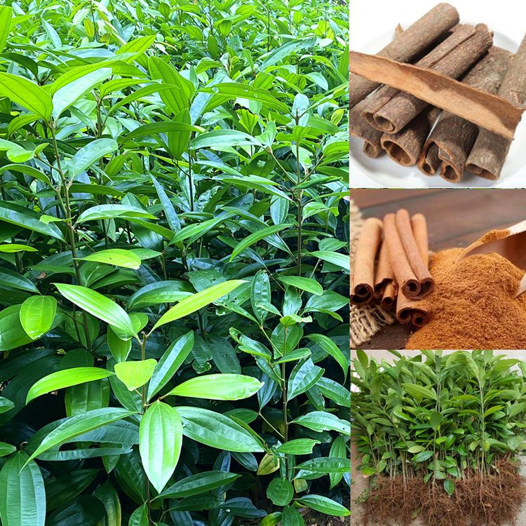 广西桂皮树肉桂树苗四季开花中药材食用香料盆栽带土杯带叶发货商品图