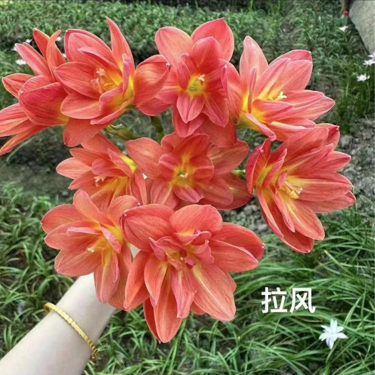 【雪雪家花园专属】风雨兰种球 庭院阳台种植  耐热耐旱商品图