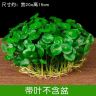 铜钱草招财水培植物办公室桌面盆栽金钱草花卉室内水养绿植吸甲醛商品图