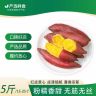 【中果】农食谷天目小香薯软糯新鲜现挖沙地红薯5斤装生鲜商品图