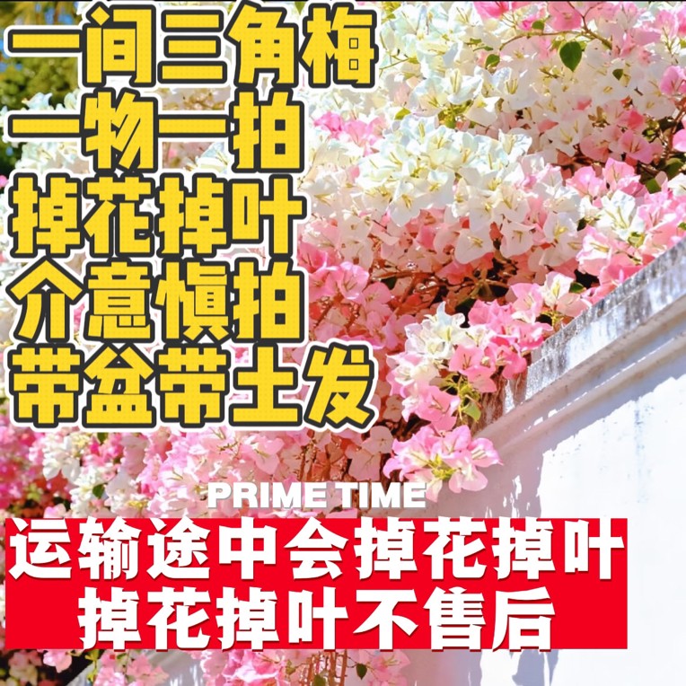 一间三角梅一物一拍！自行下单随机发货，以实际到货为准商品图