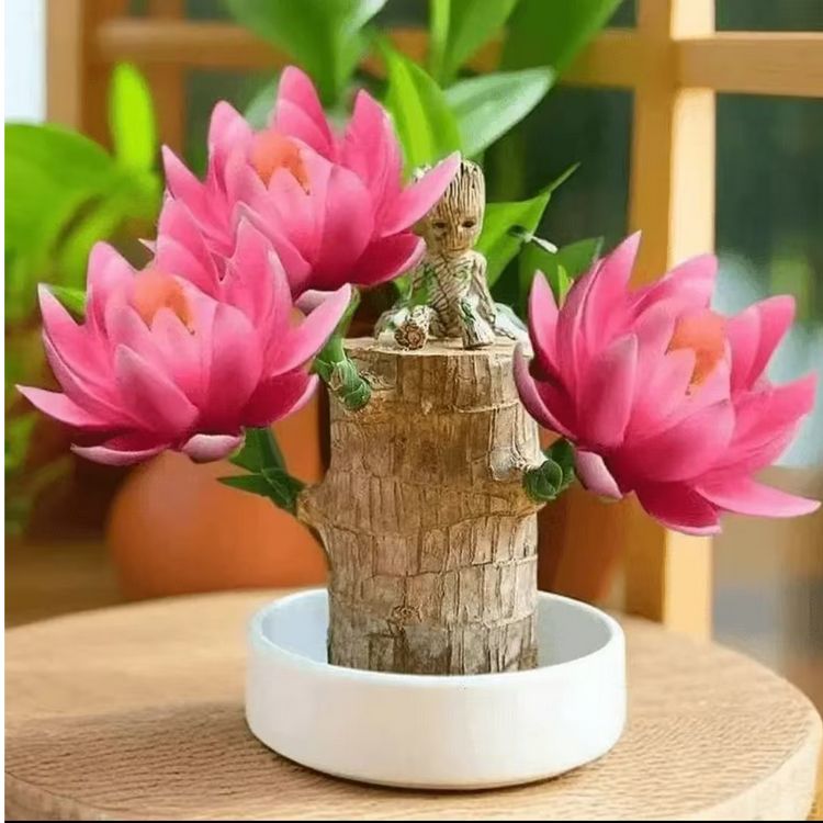【带芽发货巴西木】进口包邮幸运木水培植物室内水养耐用盆栽格鲁特商品图