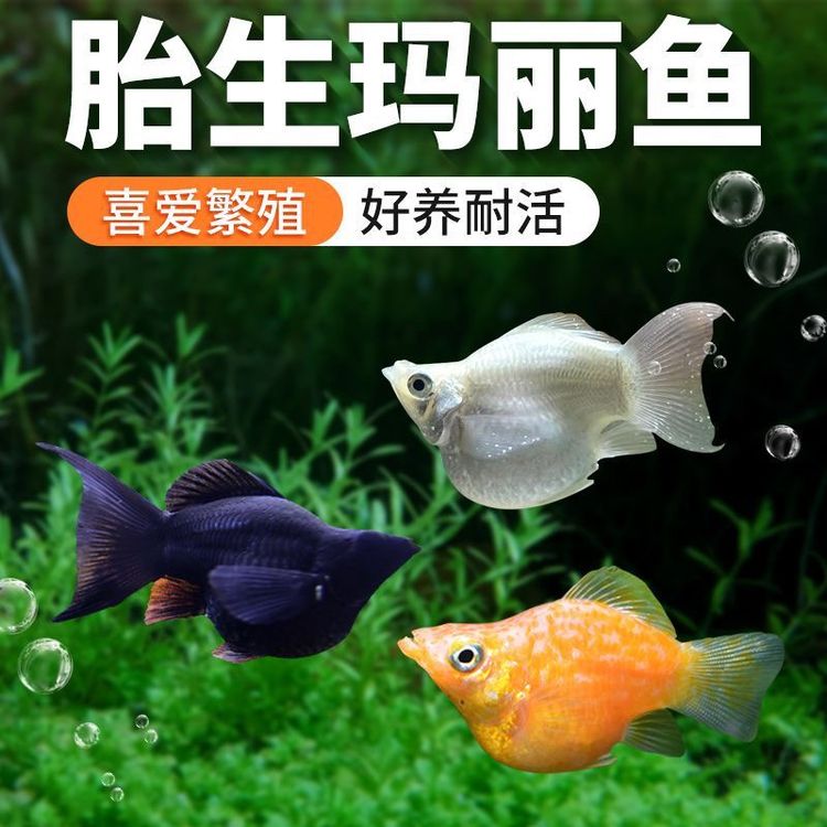 除油膜专家玛丽球 胎生皮球 水族清洁工具商品图