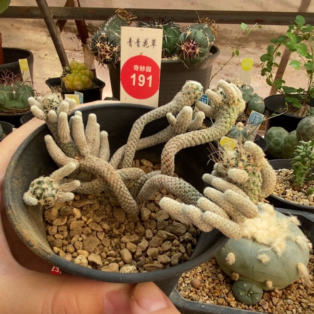 实生老迷你牧师群一颗仙人球商品图