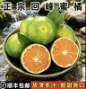 【顺丰上门】正宗湖南永州迴峰蜜橘皮薄多汁酸甜口应季水果坏果包赔商品图