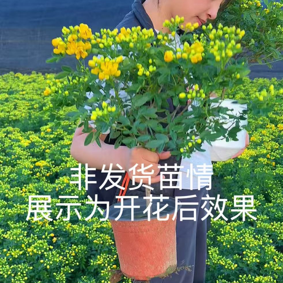 【带花苞】黄金梅盆栽阳台庭院室内观花带花苞发货商品图