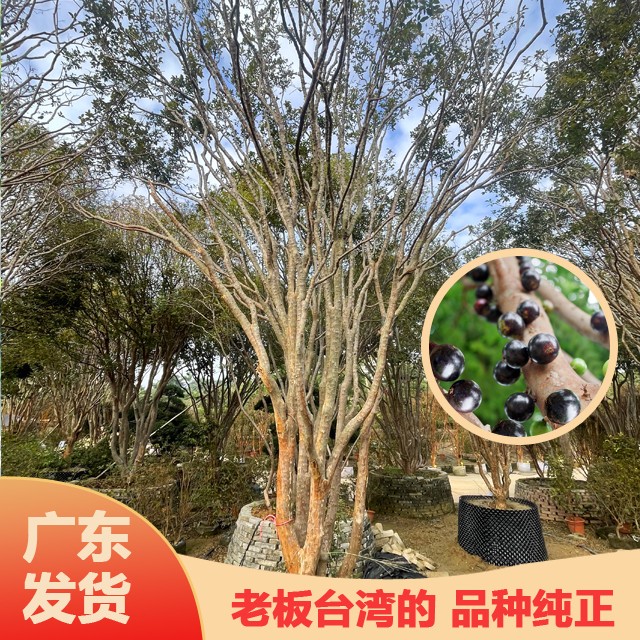 【一物一拍】沙巴5-8年以上树苗户外夏季大型白色广东绿植商品图