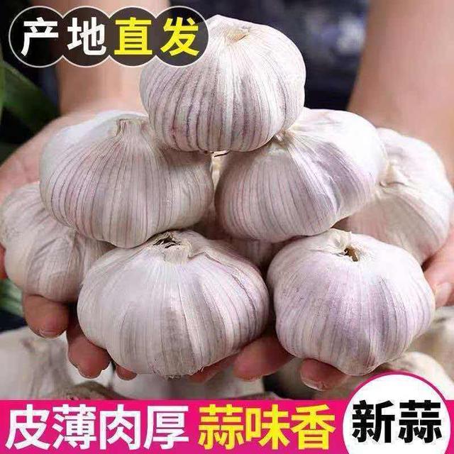 【先亏10000单】紫白皮大蒜头大果蒜香浓郁香辣十足   wy卡0商品图