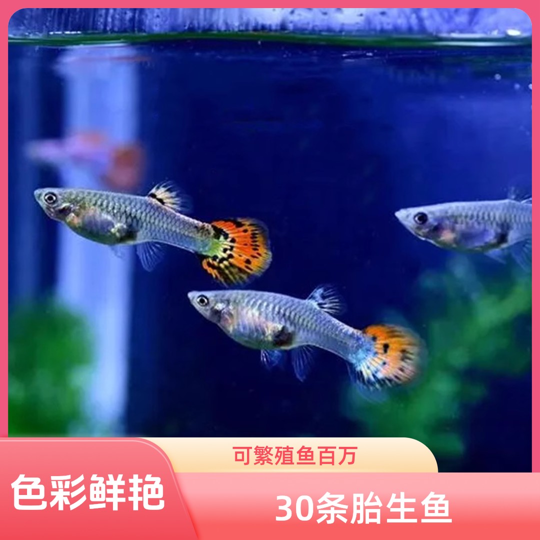 杂袍孔雀鱼凤尾鱼小型观赏小鱼简单耐活好养热带小鱼练手便宜小鱼商品图