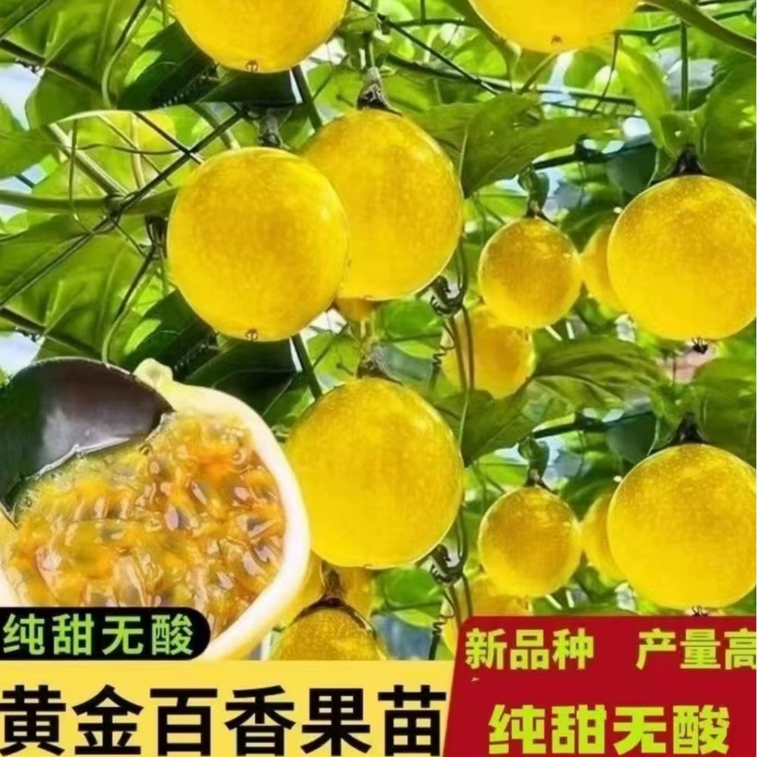 正宗黄金百香果嫁接苗南方种植新品种爬藤果树苗商品图