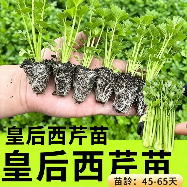 皇后芹菜苗带土四季芹菜苗高产春秋盆栽阳台蔬菜种球商品图