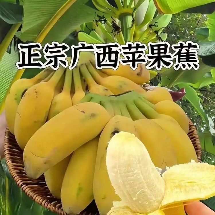 广西正宗矮化苹果蕉粉糯香甜香蕉苗盆栽地栽可种植商品图