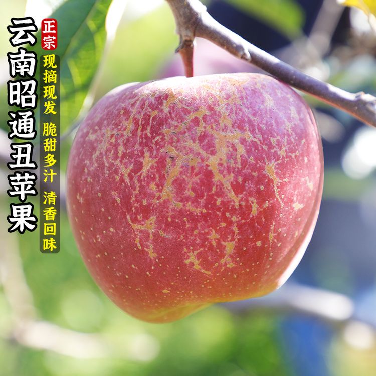 【2026年现摘现发】正宗云南昭通红富士丑苹果苹果新鲜现摘脆甜多汁商品图