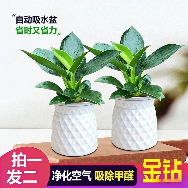 【拍一发二】金钻绿公主盆栽室内绿植办公室客厅四季水培植物常青商品图