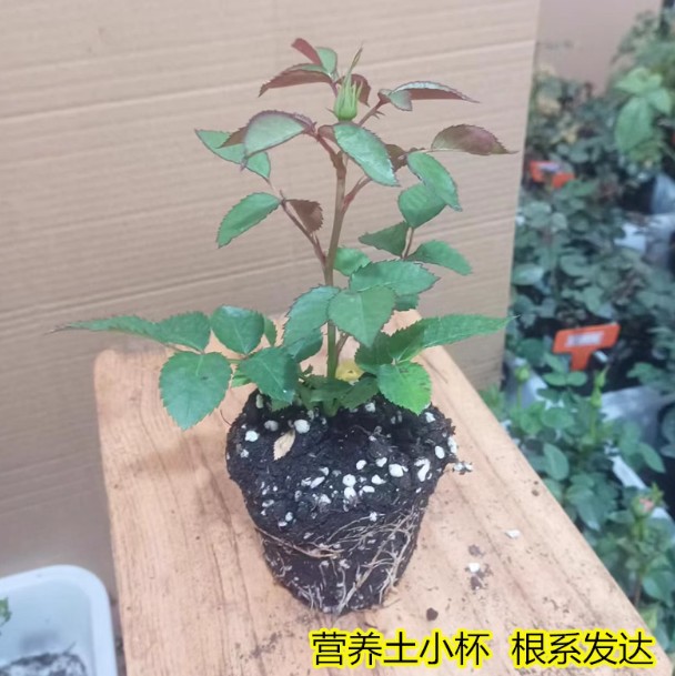月季扦插小苗原盆原土玫瑰月季小苗随机品种【无售后】商品图