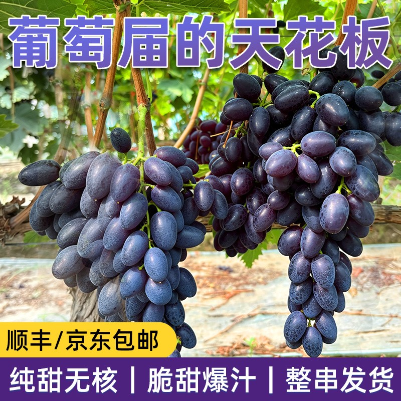 顺丰包邮正宗紫甜无核黑美人无籽葡萄新鲜现摘应季孕妇脆甜提子商品图