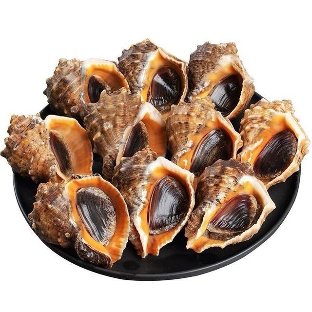 连云港发货 鲜活大海螺（一斤8-10只左右） 3斤 死了包赔（送芥末）商品图
