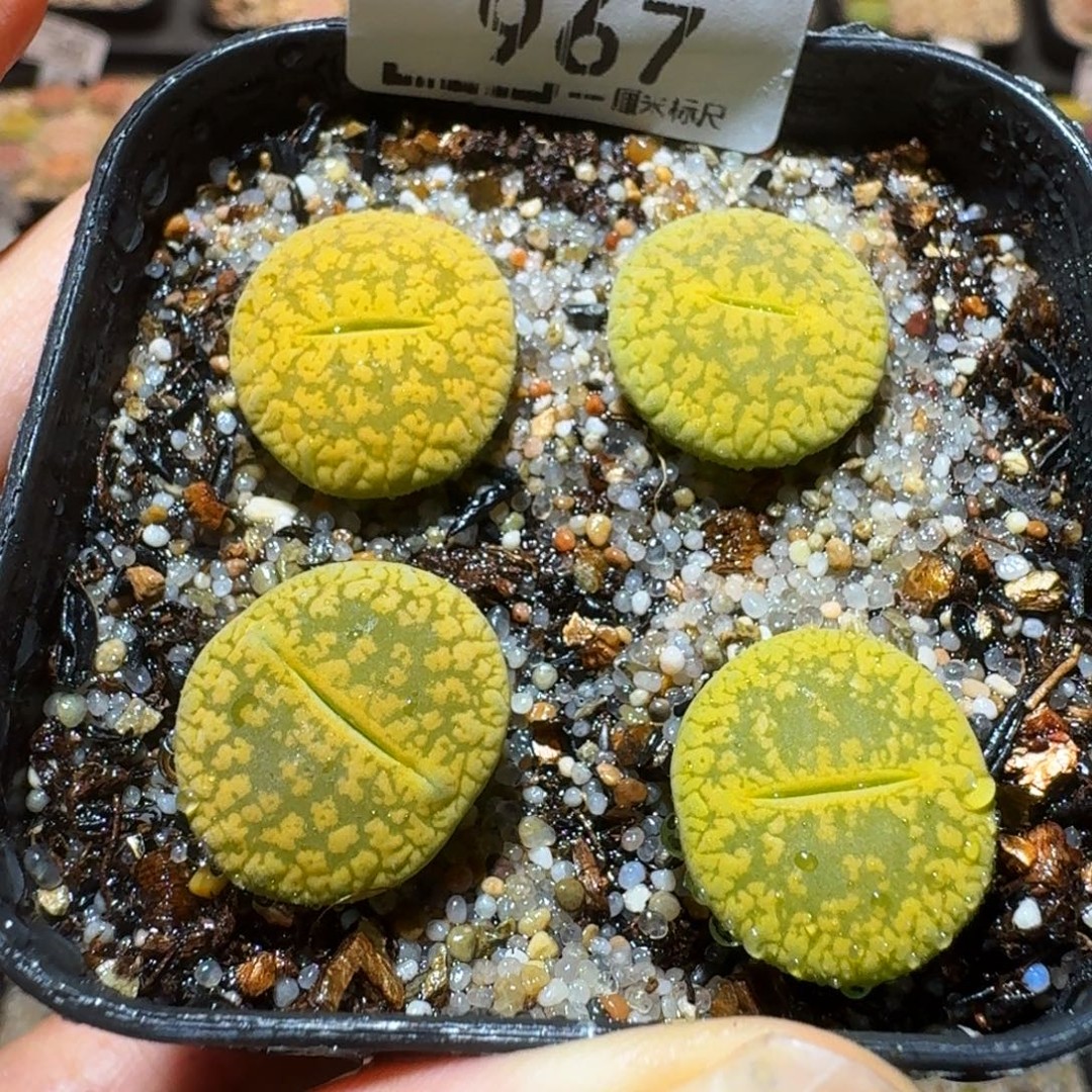 Ssss精品生石花967商品图