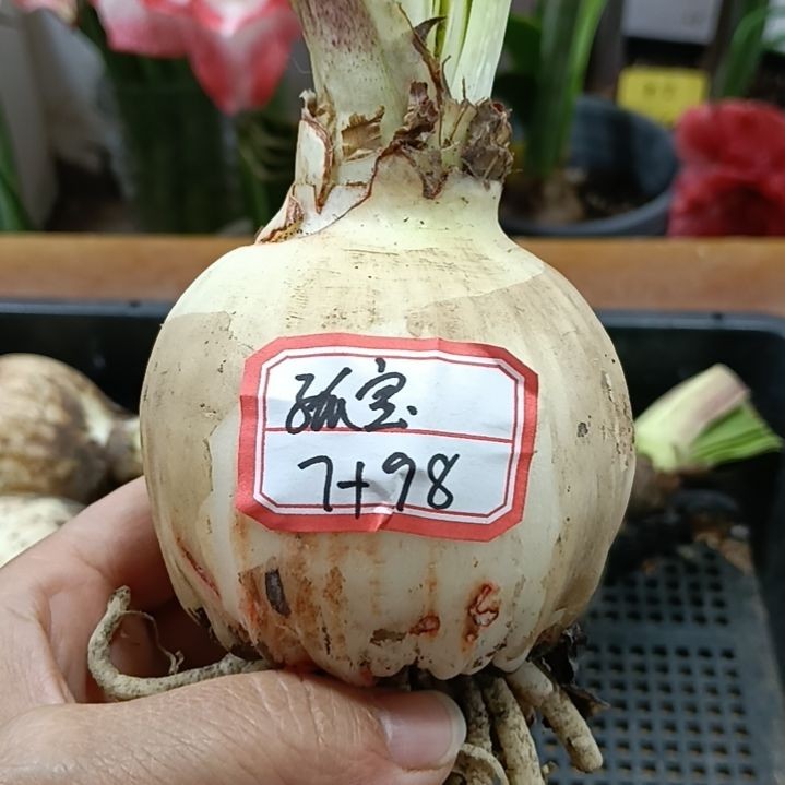 无花朵孤宝7+发一个商品图