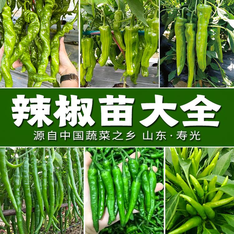 辣椒蔬菜苗种子大全螺丝椒薄皮辣椒小米辣港椒山东寿光苗场直发商品图