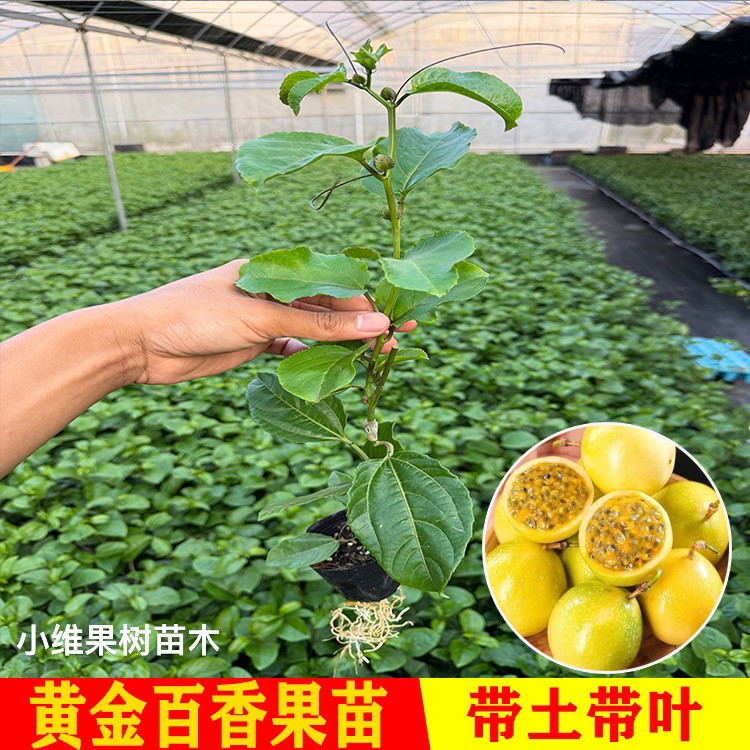 广西黄金9号百香果嫁接苗超甜大果百香果苗四季爬藤南方种植大果商品图
