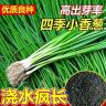【四季小香葱种子】阳台盆栽庭院小菜园种植四季易种蔬菜种子商品图