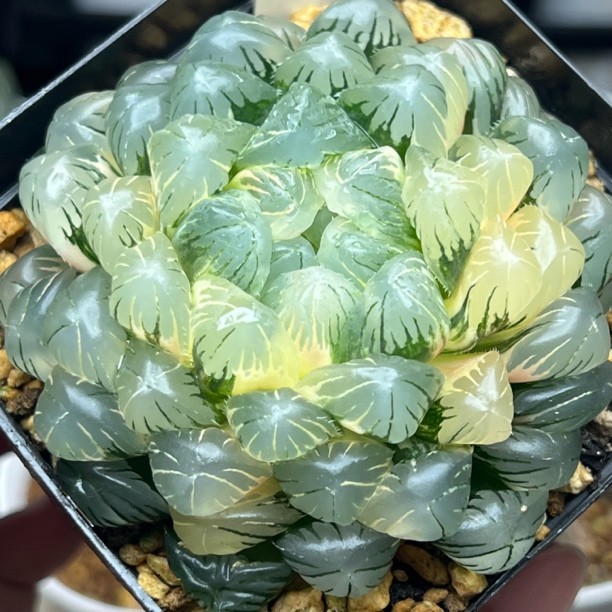 湖水玉露锦圆头冰灯锦极上斑瓦苇十二卷多肉植物一物一拍商品图