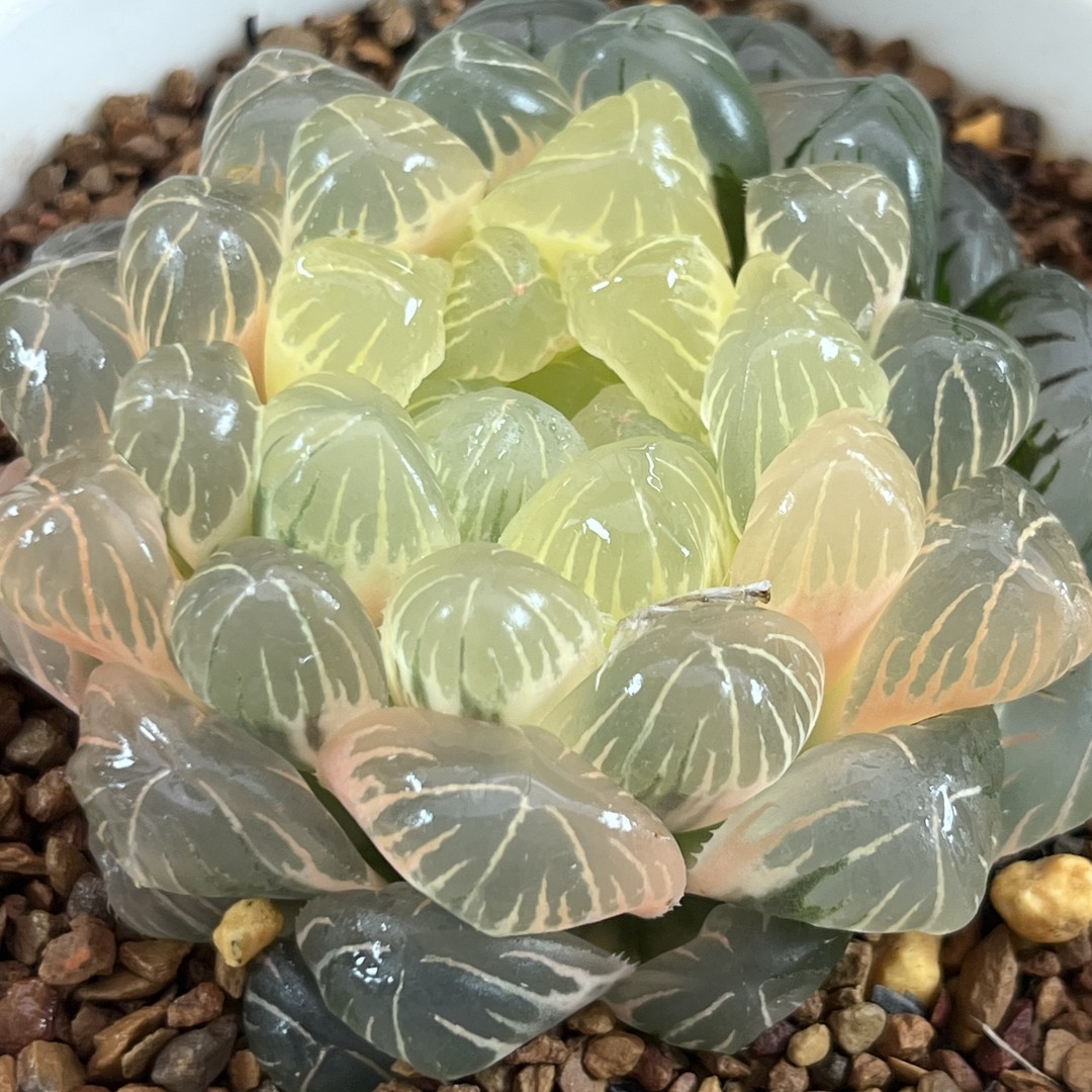 《407湖斑湖水玉露锦》多肉植物一物一拍带盘发货商品图