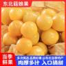 东北新鲜水果菇娘果现货姑娘果灯笼果新鲜黄姑娘果洋姑娘应季直发商品图