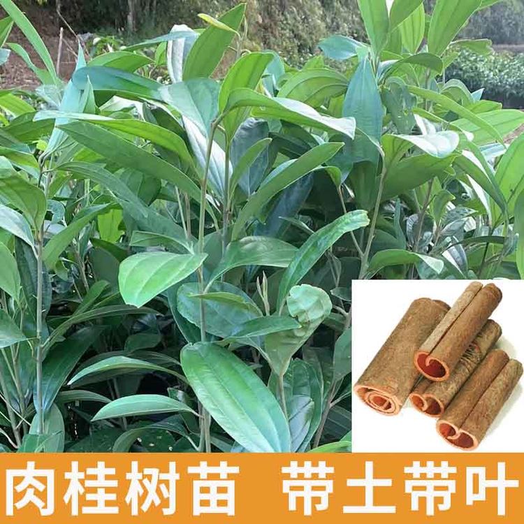 肉桂树苗厚皮玉桂苗广西正宗桂皮树苗香料香叶树苗可盆栽地栽带叶商品图
