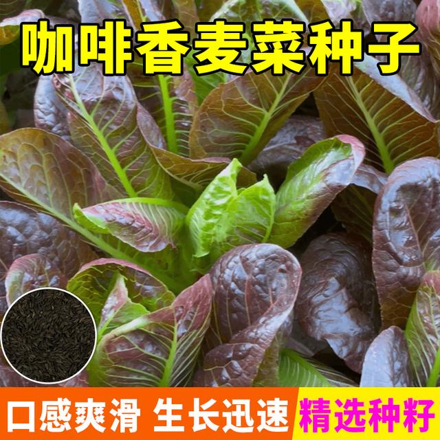 【全店满5包送一包】【咖啡香麦菜种子】油麦菜种子蔬菜种子商品图