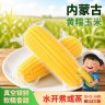 【大乐鲜果】26年内蒙古黄糯玉米净重4.3斤 8根装 粮油五谷杂粮商品图