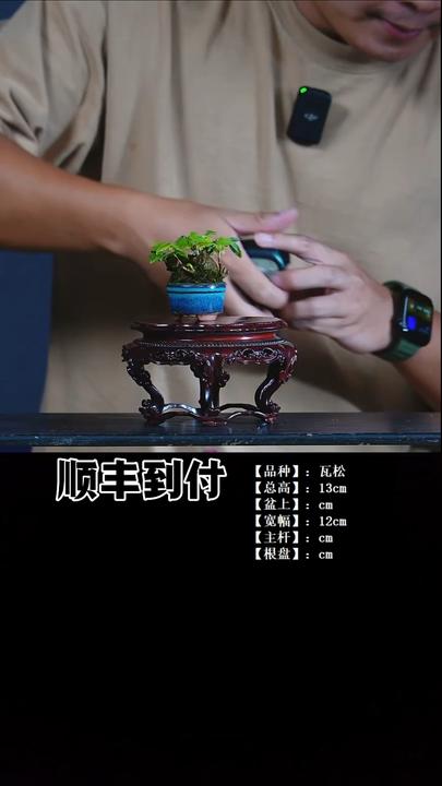 无花朵唐枫一颗....商品图