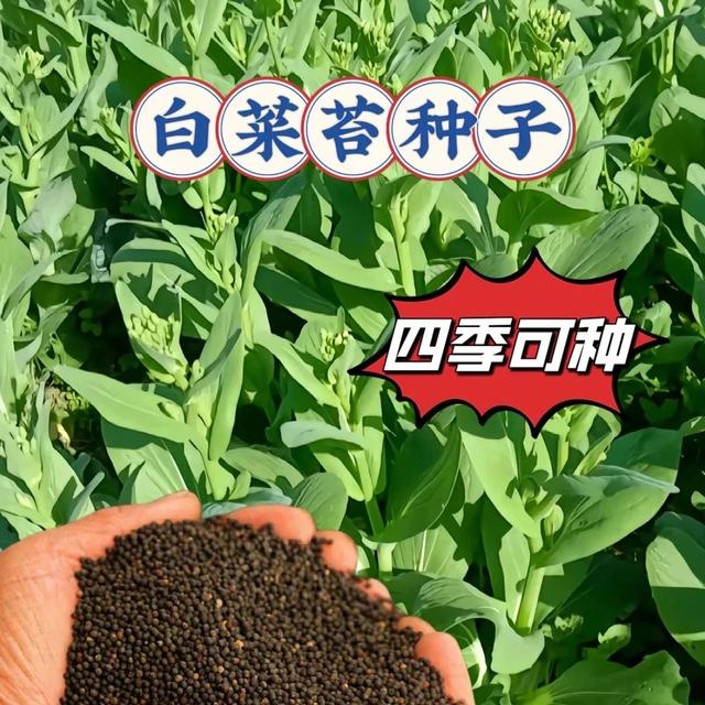 【抢！奶油白菜苔种子】播种高产速生阳台盆栽庭院蔬菜种子商品图
