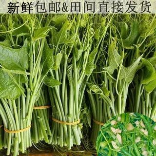 顺丰包邮贵州农家自种新鲜佛手瓜尖龙须菜现摘现发佛手瓜藤嫩尖商品图