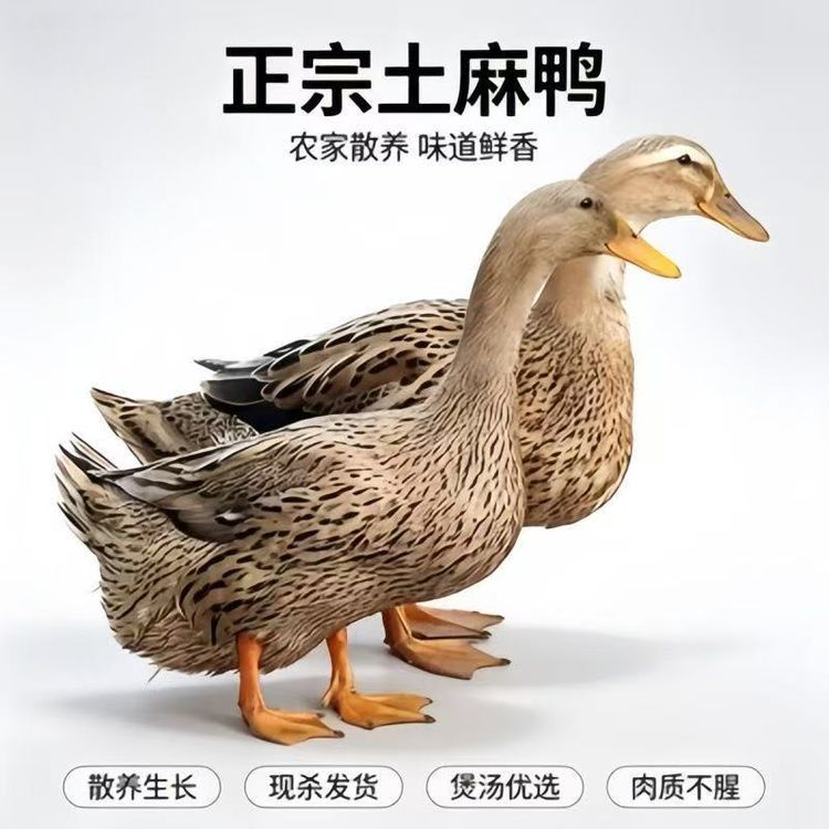 顺丰包邮【整只4.3-4.5斤】农家散养土鸭现杀速冻带掌带翅带心肝k商品图