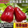 【顺丰到家】正宗海南莲雾水果脆爽多汁清甜孕妇新鲜应季水果2/4斤商品图