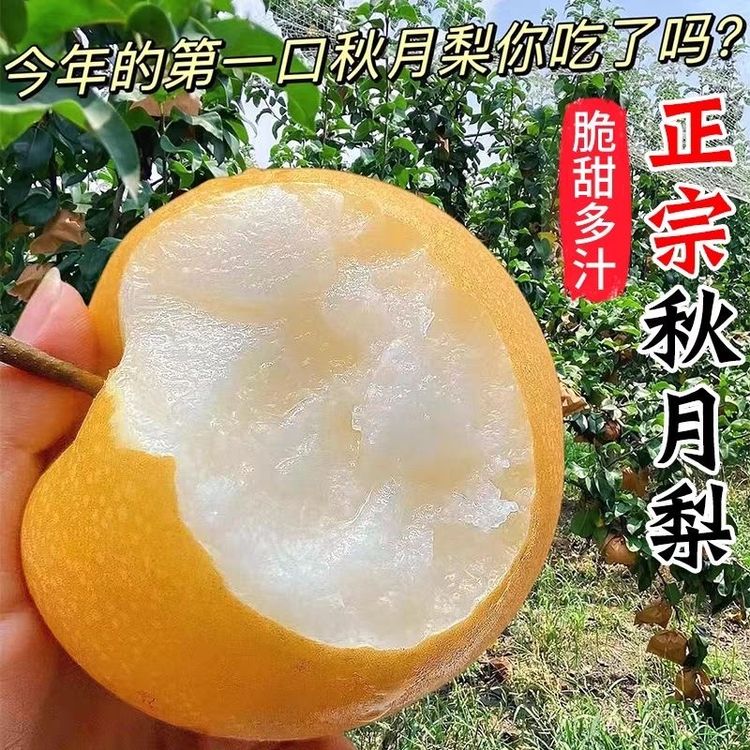 秋月梨当季新鲜梨子果肉细腻脆甜无渣农家应季水果整箱发货商品图