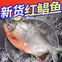 【顺丰发货】5斤红鲳鱼鲜活速冻肉厚刺少 连云港发货商品图