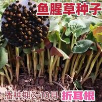 【鱼腥草种子】折耳根种子种苗高产好吃易种阳台盆栽四季播云贵川商品图