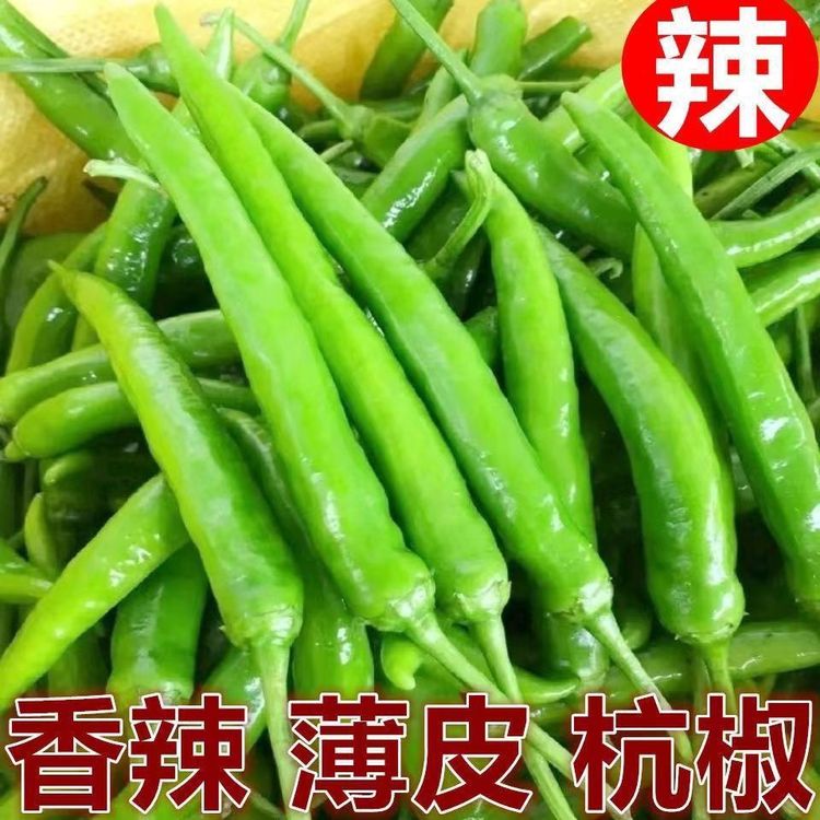 [杭椒现摘现发新鲜辣椒]农家自种薄皮杭椒香辣小青椒坏损包赔付商品图