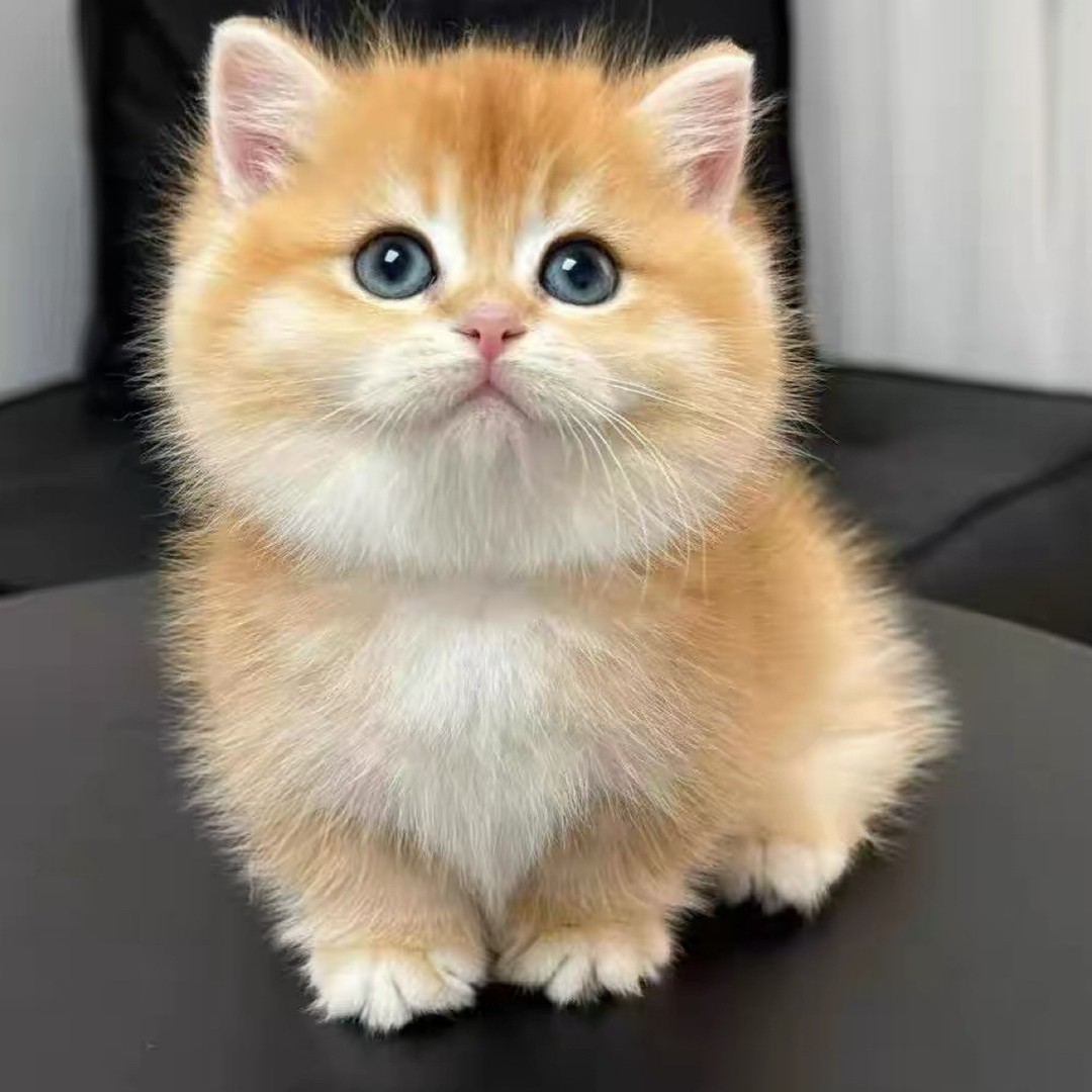 直播一对一选活体猫咪金渐层蓝金曼基康幼猫银渐层乳白拿破仑幼崽商品图
