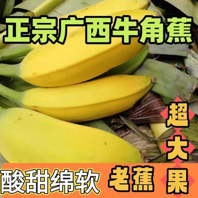 广西牛角蕉特产香蕉大芭蕉苹果蕉新鲜时令水果软糯香甜现摘现发商品图