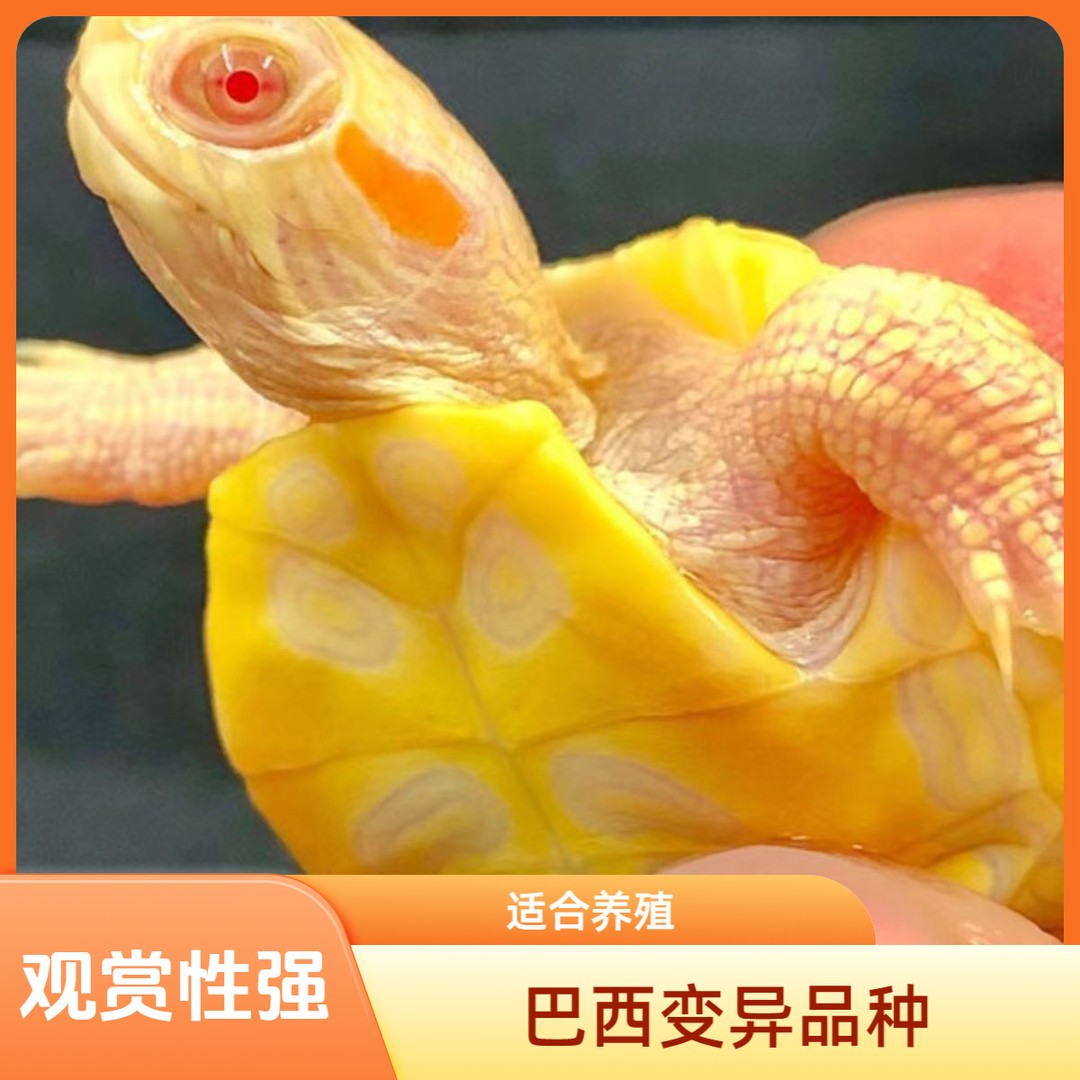 《巴西1号》直播专用链接水族观赏变异活体巴西龟商品图