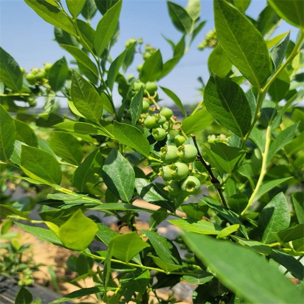 蓝莓苗南北方阳台庭院种植盆栽地栽耐寒