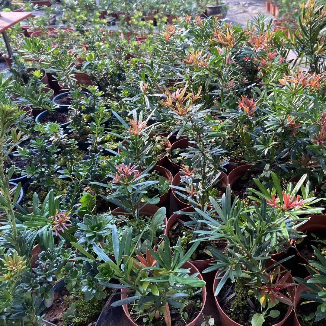 （陈老弟）罗汉松自家苗场，现挖现发。一物一拍，一个月内养死包赔。商品图