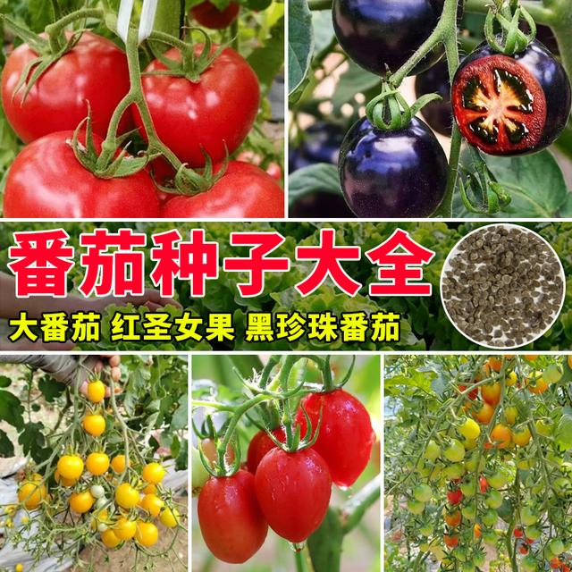 【全店满5包送一包】【番茄大全种子】樱桃番茄种子蔬菜种子商品图