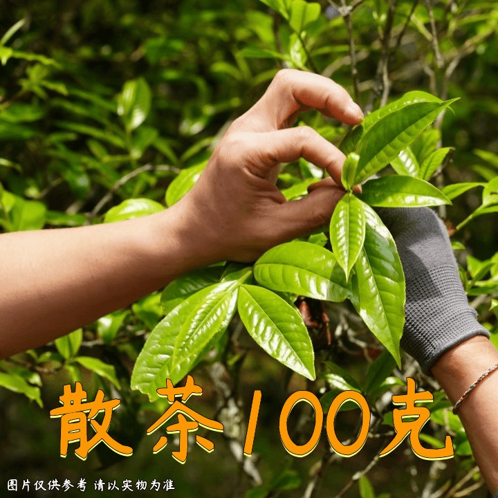 5.3|302号福利23年大户赛春生散茶100g商品图