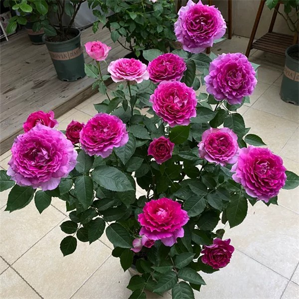 【布袋】天方夜谭 大花浓香灌木月季抗病勤花月季庭院阳台种植花卉